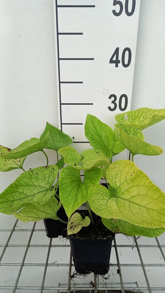 Brunnera macrophylla 'Diana's Gold' - pot 9x9 cm