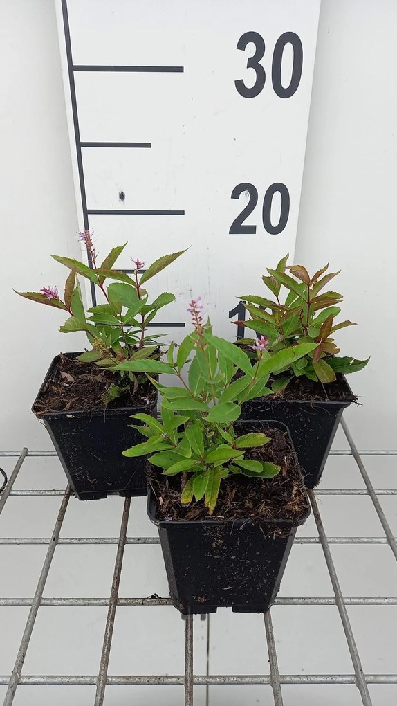 Veronicastrum virginicum 'Adoration' - pot 9x9 cm -