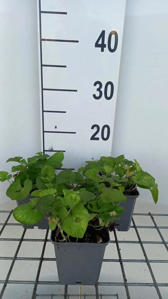 Viola odorata - pot 9x9 cm (Maarts viooltje) -