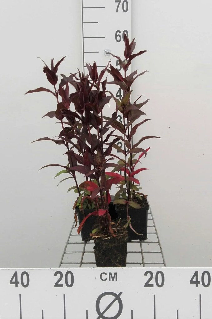 Lychnis x arkwrightii 'Vesuvius' - pot 9x9 cm
