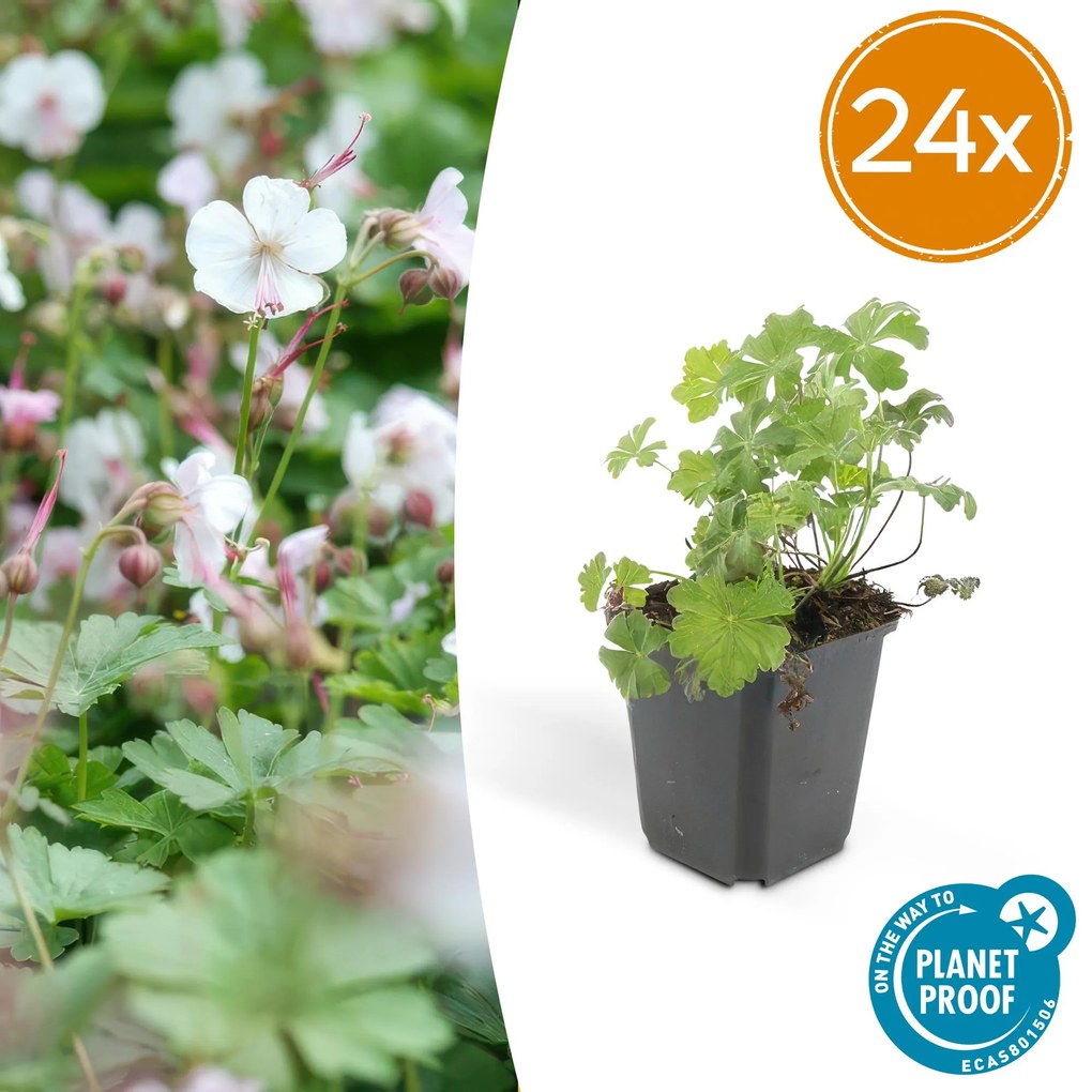 24x Geranium cant. 'Biokovo' - ↕10-25cm - Ø9cm