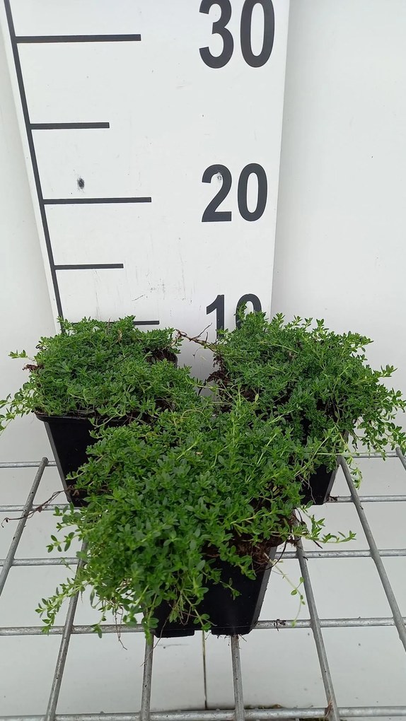 Thymus praecox 'Albiflorus' - pot 9x9 cm -