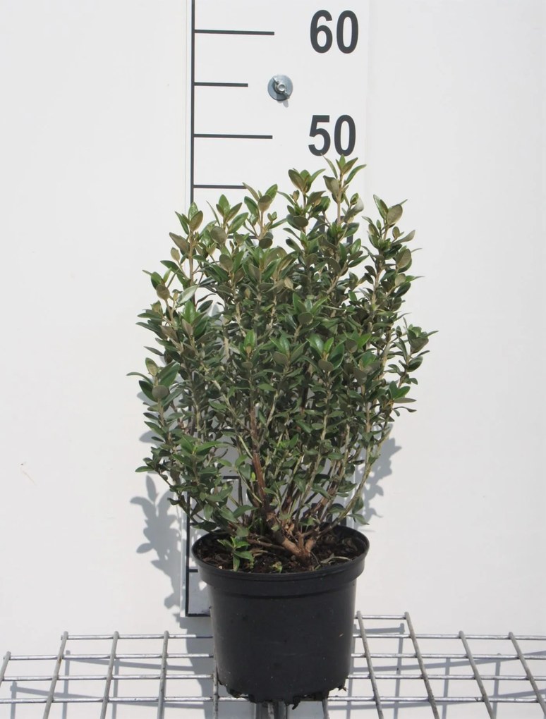 Olearia x haastii - pot - 30-40 cm -