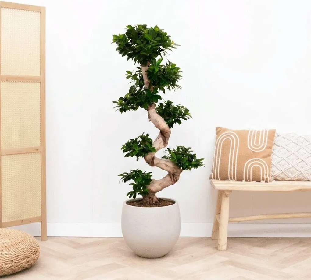 Ficus Microcarpa Ginseng s-vorm - 160cm