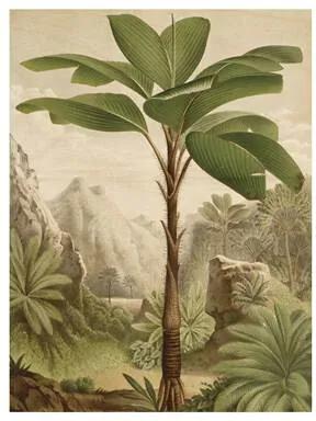 Banana Tree Print op hout L