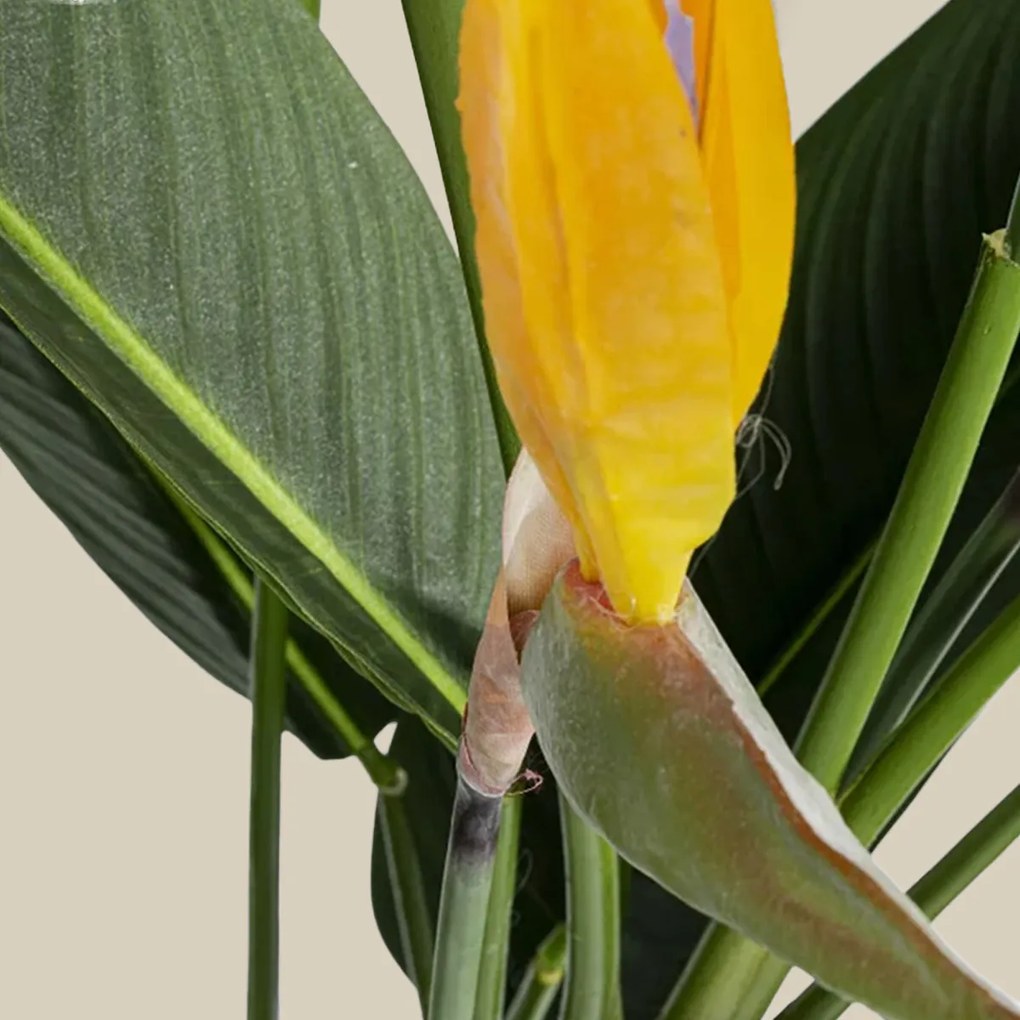 Kunstplant Sterlitzia