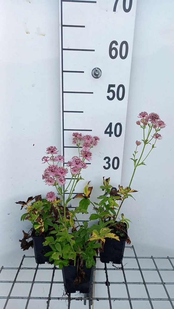 Astrantia major 'Pink Pride' - pot 9x9 cm -