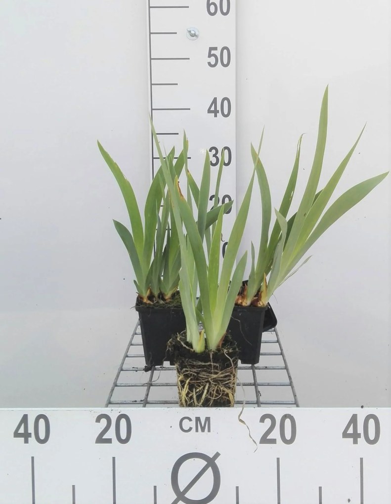 Iris 'Bright White' - pot 9x9 cm