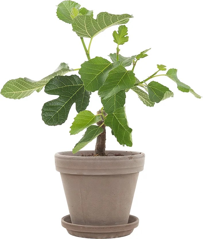 Vijgenboom (Ficus Carica) incl. taupe pot