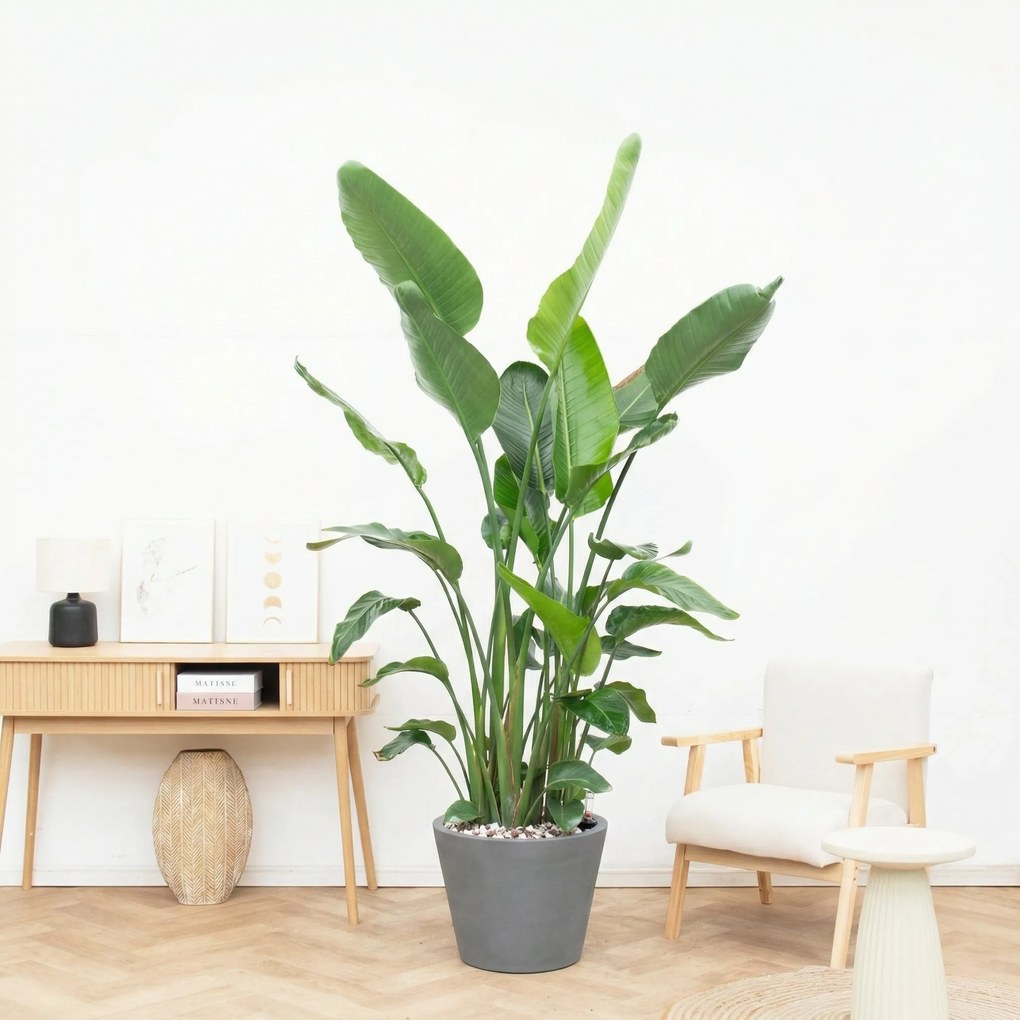 Combi deal - Strelitzia Nicolai inclusief pot Bucket - 200cm