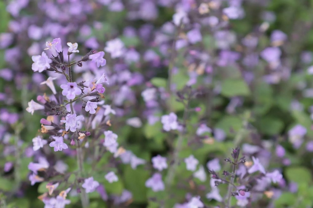 Calamintha nepeta 'Marvelette Blue' - pot 9x9 cm -