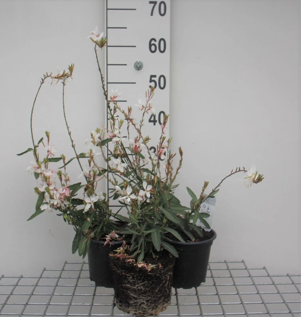 Gaura lindheimeri 'Whirling Butterflies' - pot 2L -