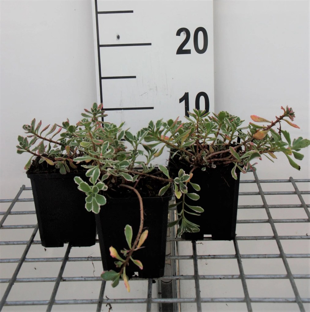 Sedum spurium 'Variegatum' - pot 9x9 cm -