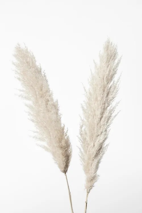 Foto Pampas White, Studio Collection