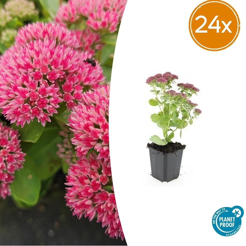24x Sedum 'Herbstfreude' - ↕10-25cm - Ø9cm