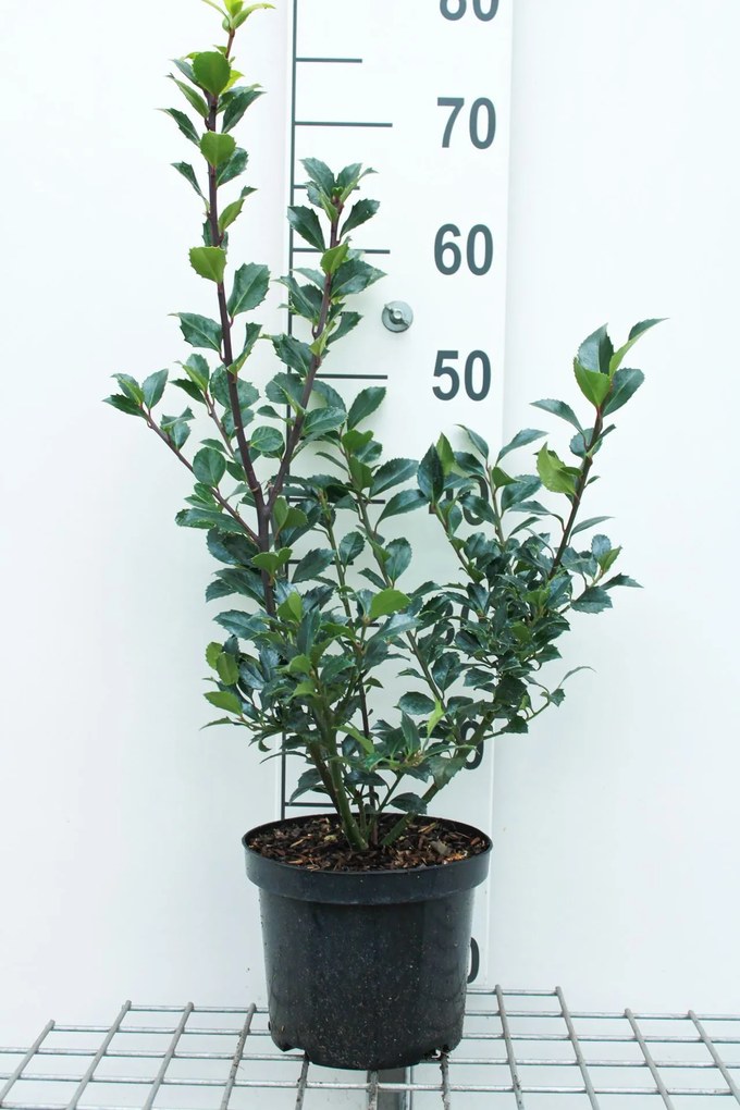 Ilex x meserveae'Hachfee'(Heckenfee) - pot - 40-60 cm