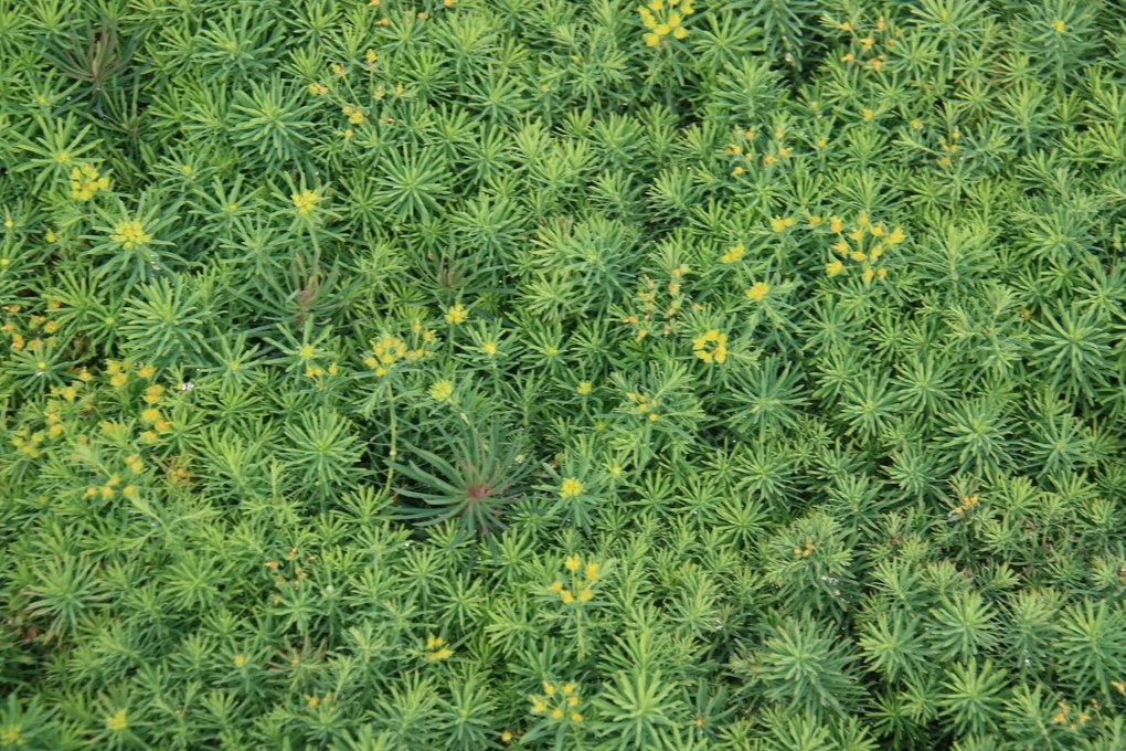 Euphorbia cyparissias - pot 9x9 cm