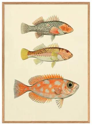 Wanddecoratie Fishes (30x40 cm)
