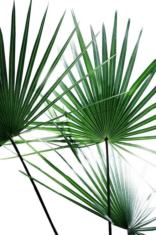 Palm Leaves 12