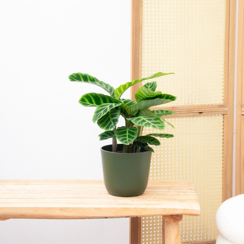 Calathea Zebrina - 50cm