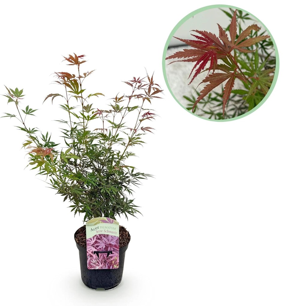 Japanse Esdoorn Jerre Schwartz - donkerrood - 70cm