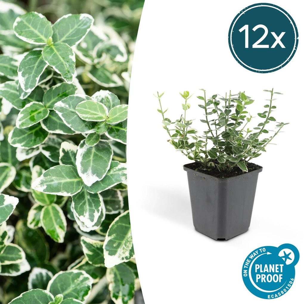 Euonymus 'Emerald Gaiety' - 20cm