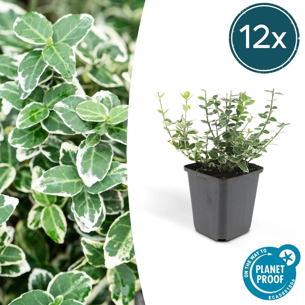 Euonymus 'Emerald 'n Gaity' - 20cm