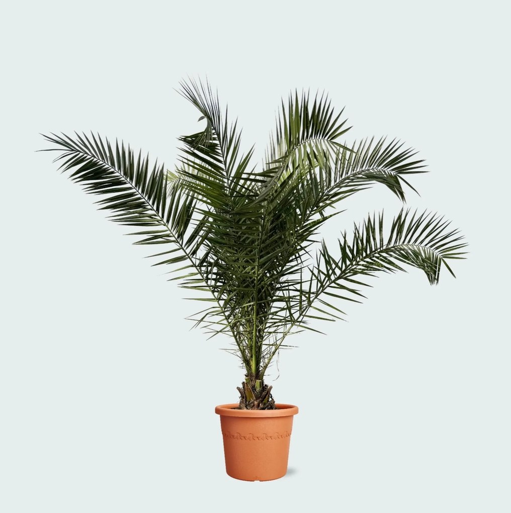 Phoenix Canariensis - 230cm