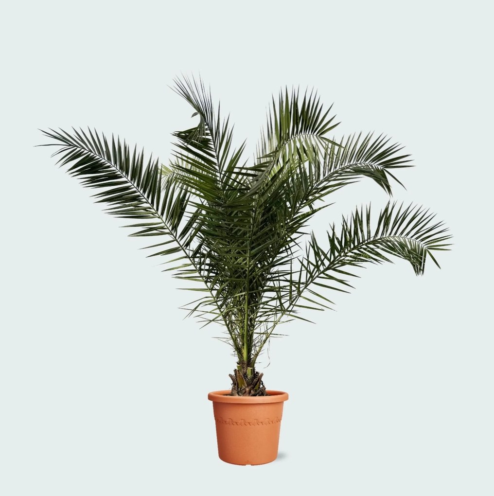 Phoenix Canariensis - 300cm