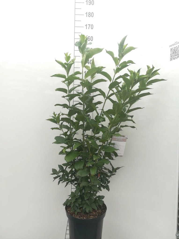 Euonymus europaeus 'Red Cascade' - pot 12L - 100-125 cm