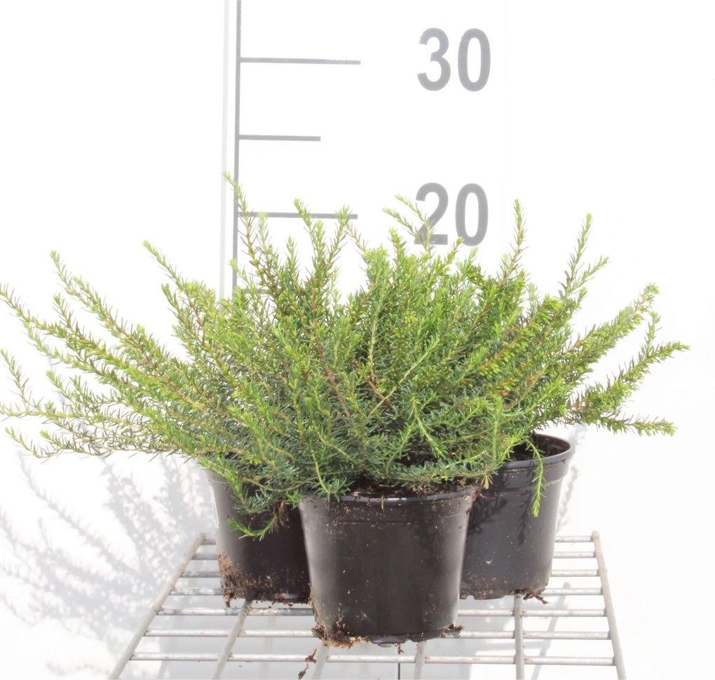 Erica x darleyensis 'Ghost Hills' - pot diameter 10,5 cm - 10-12 cm -