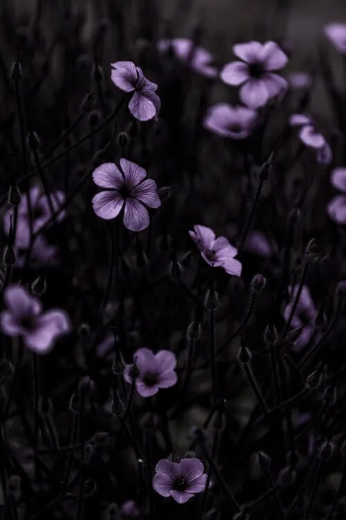 Foto Dark Flowers 10, Mareike Bohmer