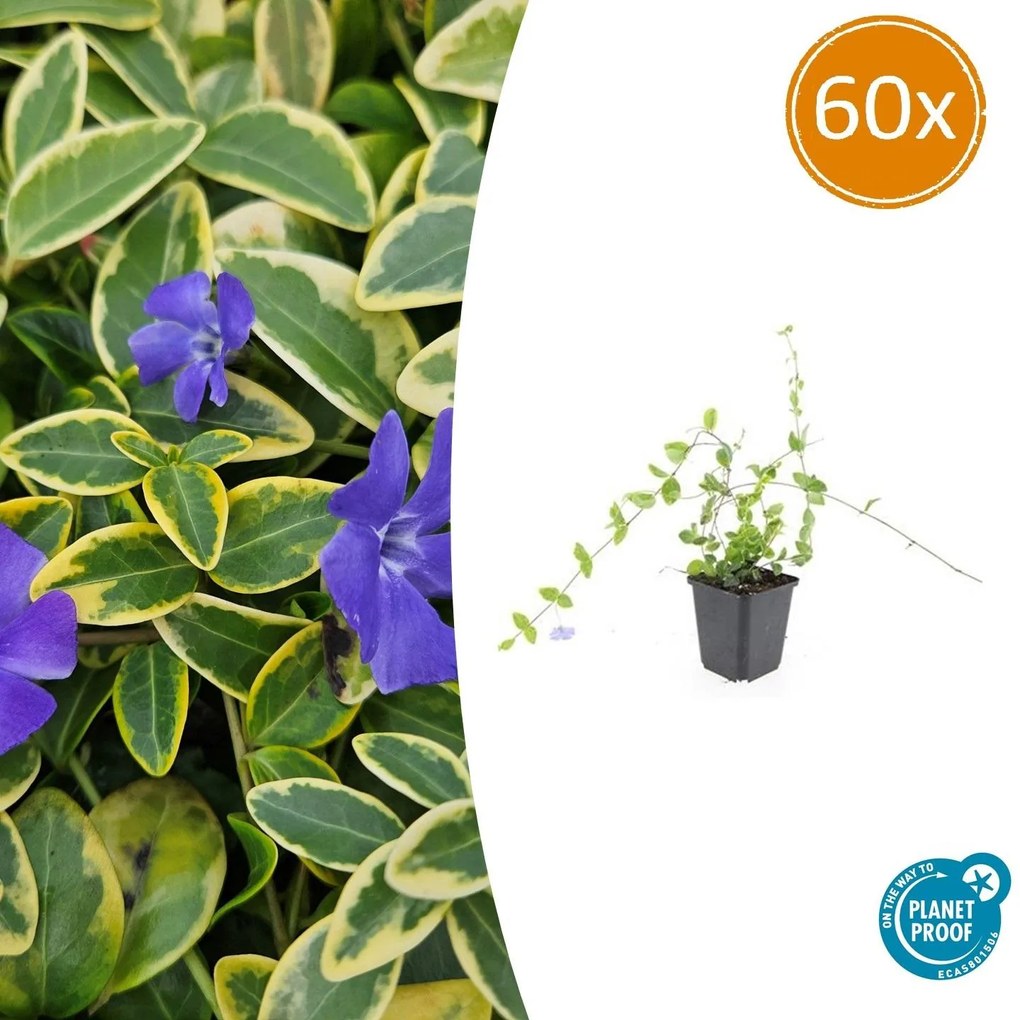 Vinca Minor 'Blue and Gold' - 20cm