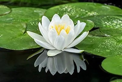 Nymphaea 'Gladstoniana' - pot 3L