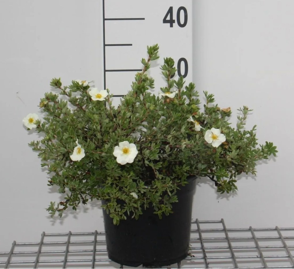 Potentilla fruticosa 'Tilford Cream' - pot 3L - 25-30 cm -