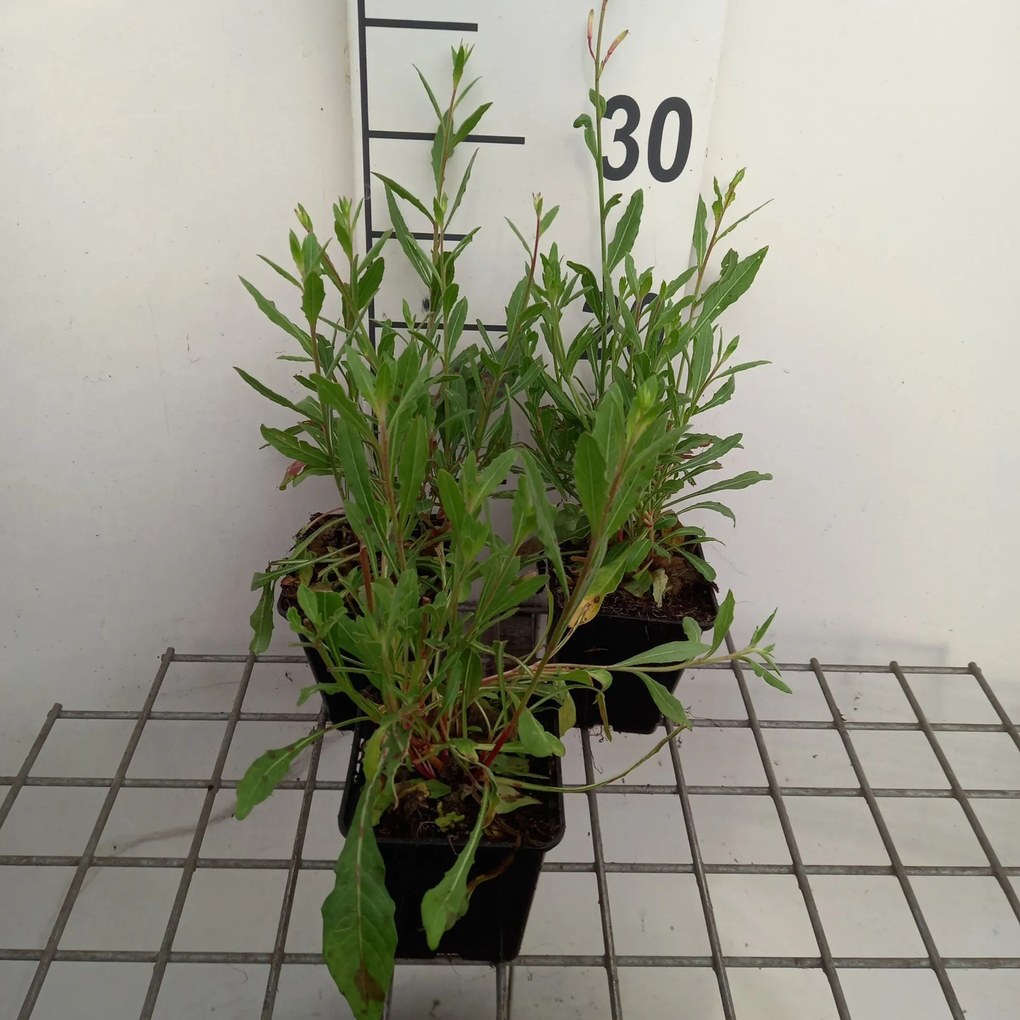 Gaura lindheimeri 'Sparkle White' - pot 9x9 cm -