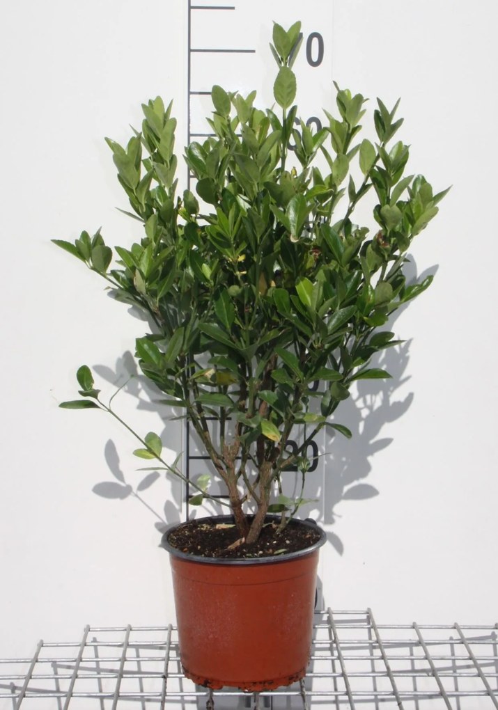Euonymus japonicus - pot 3L - 40-60 cm -