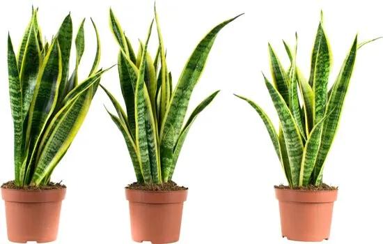 3 Sanseveria Laurentie oftewel Vrouwentong - Kamerplant in Kwekers Pot 12 cm - Hoogte 30 cm