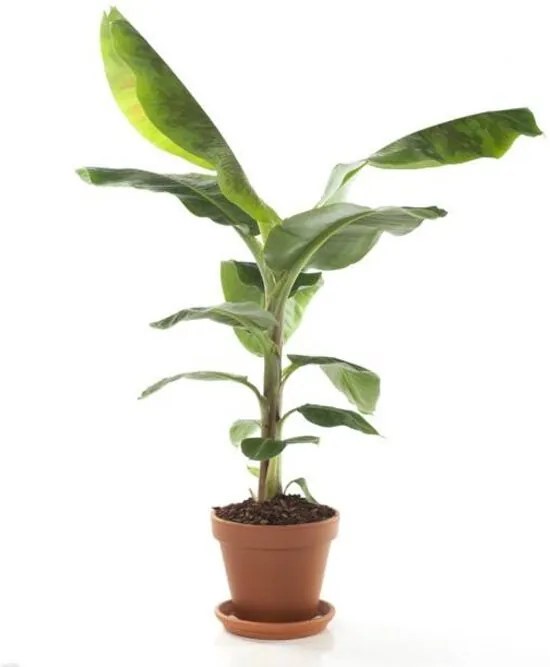 Bananenplant in terracotta pot