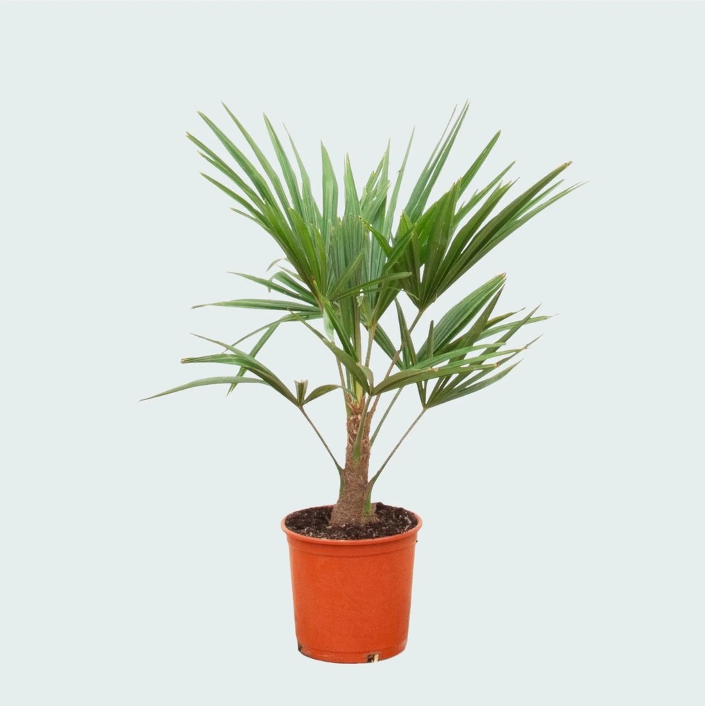 Trachycarpus Fortunei - 85cm