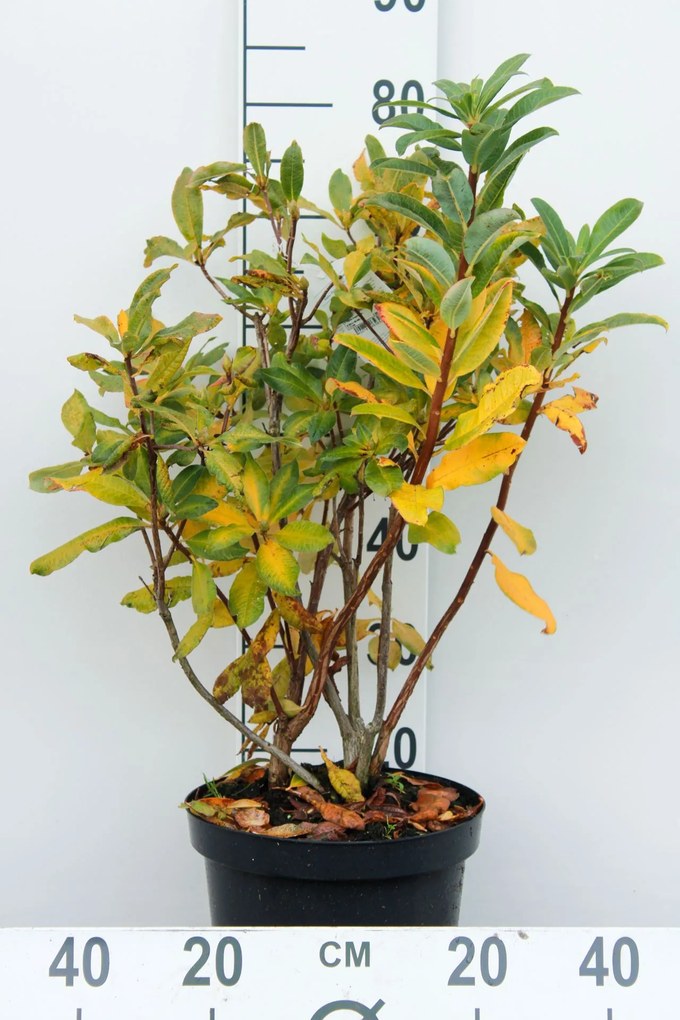 Azalea knaphill - wit - pot 7,5L - 80+ cm
