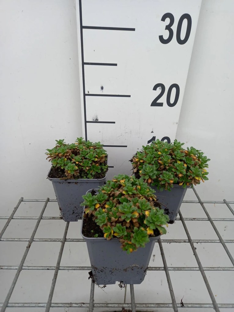 Aubrieta 'Rosenteppich' - pot 9x9 cm