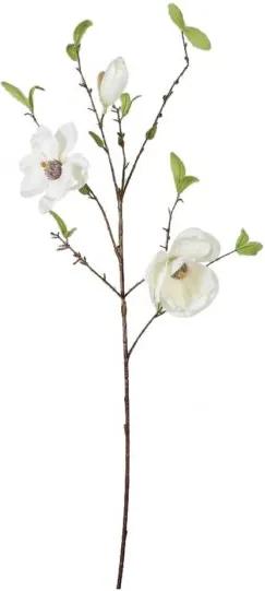 Magnolia Wit 85 cm