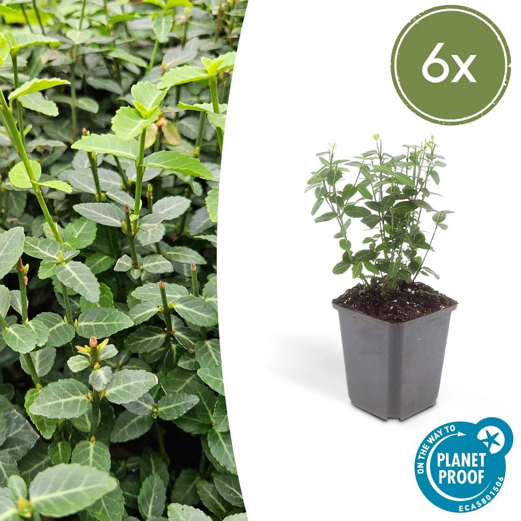 Euonymus fortunei radicans - 20cm