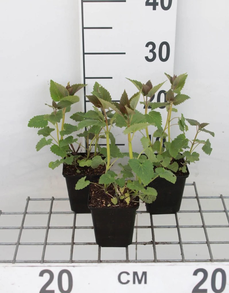 Agastache 'Blue Fortune' - pot 9x9 cm (Dropplant) -