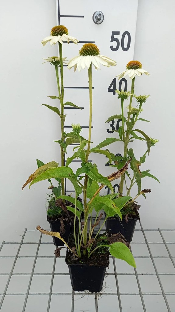 Echinacea purpurea 'PAS702918' (PowWow White) - pot 9x9 cm -