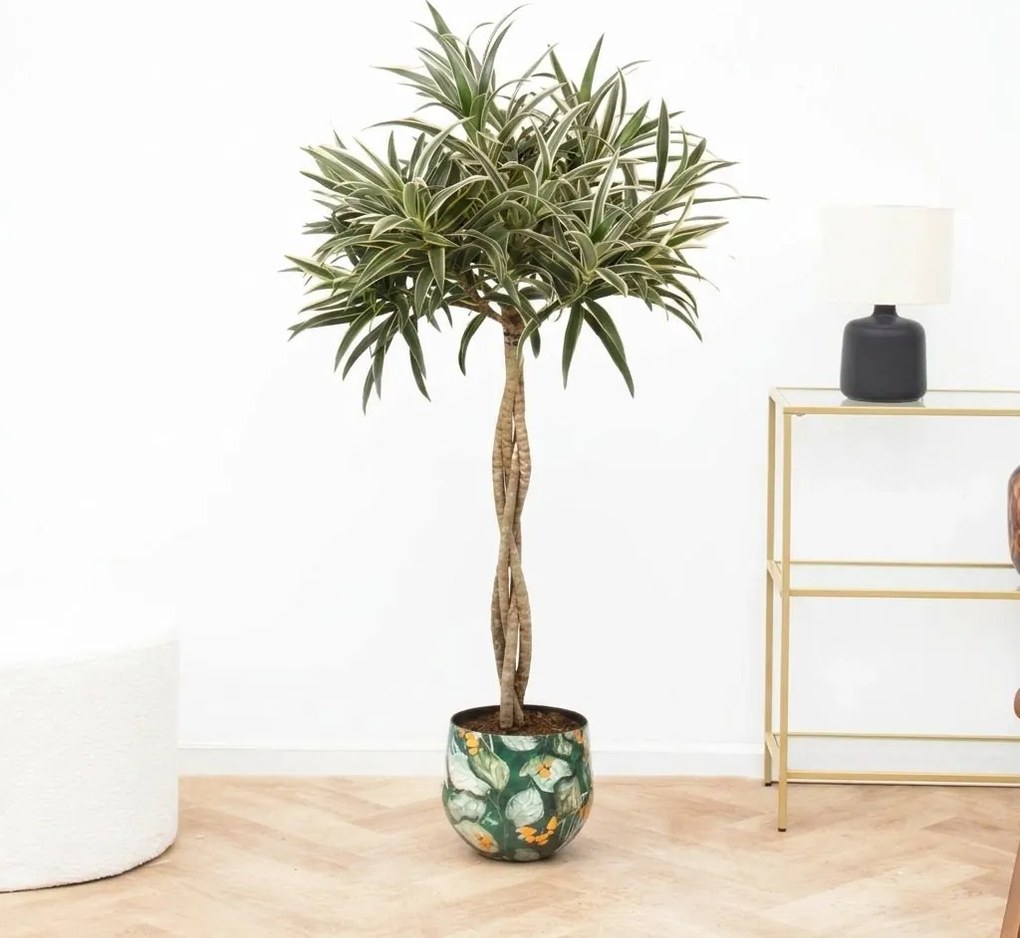 Dracaena Reflexa Valentina gevlochten stam - 90cm