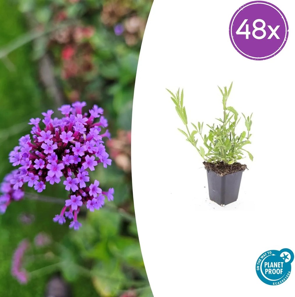 Verbena Bonariensis - 20cm