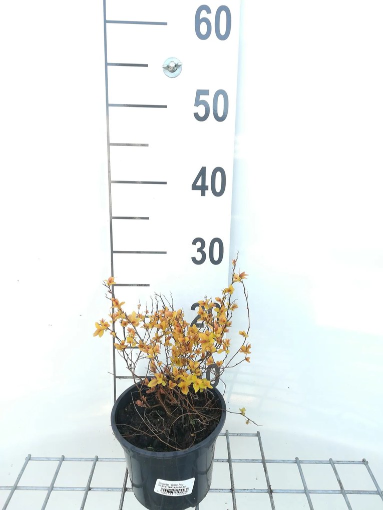 Spiraea japonica 'Golden Princess' - pot 1,3L - 20-25 cm