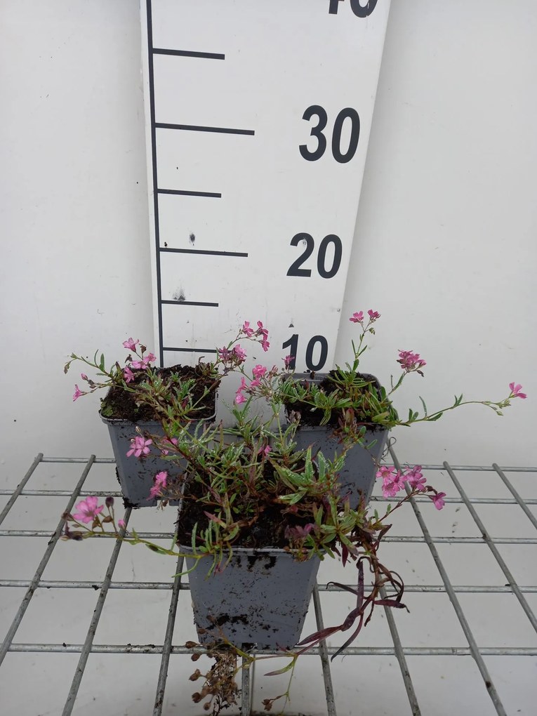 Gypsophila repens 'Rosa Schönheit' - pot 9x9 cm